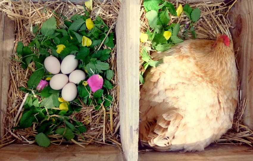 Nest voor legkippen met hun eigen handen: foto's, maten, tips