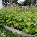 Tuinen voor lui: foto's en aanbevelingen voor het maken van een tuin