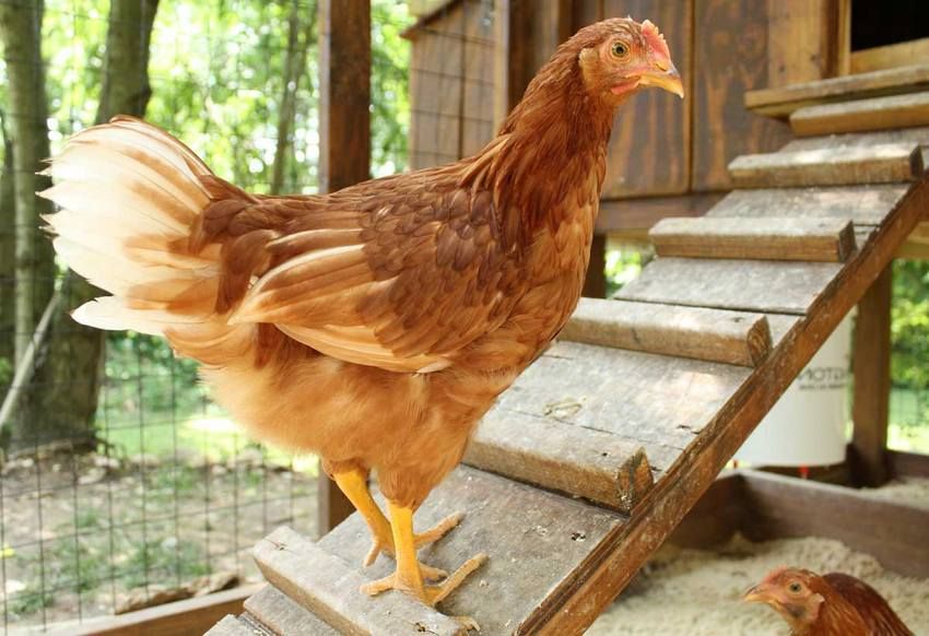 Doe-het-zelf kippenhok op 10 kippen: tekeningen en constructiekenmerken