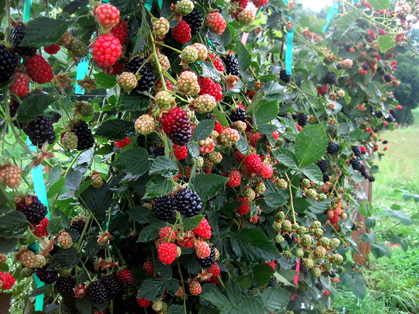 Raspberry Tapestry: optimaal plantenverzorgingsproduct