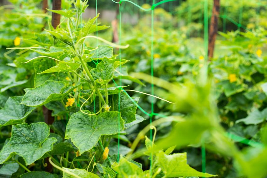 Tapijtwerk voor komkommers: een eenvoudige en handige manier om een ​​uitstekende oogst te krijgen