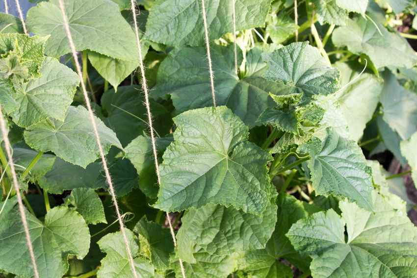Tapijtwerk voor komkommers: een eenvoudige en handige manier om een ​​uitstekende oogst te krijgen