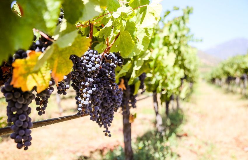 Trellis voor druiven: optimale ondersteuning voor klimplanten
