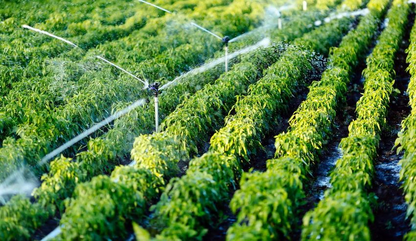 Irrigatiesysteem in het land: een verscheidenheid aan opties voor het irrigeren van planten