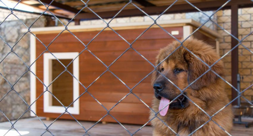 Volière voor honden: foto's van succesvolle ontwerpen gemaakt door uzelf