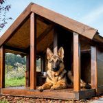 Volière voor honden: foto's van succesvolle ontwerpen gemaakt door uzelf