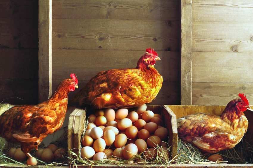 Winter kippenhok met uw eigen handen op 20 kippen: functies en tips voor het maken