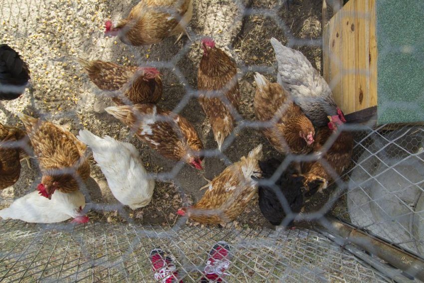 Winter kippenhok met uw eigen handen op 20 kippen: functies en tips voor het maken